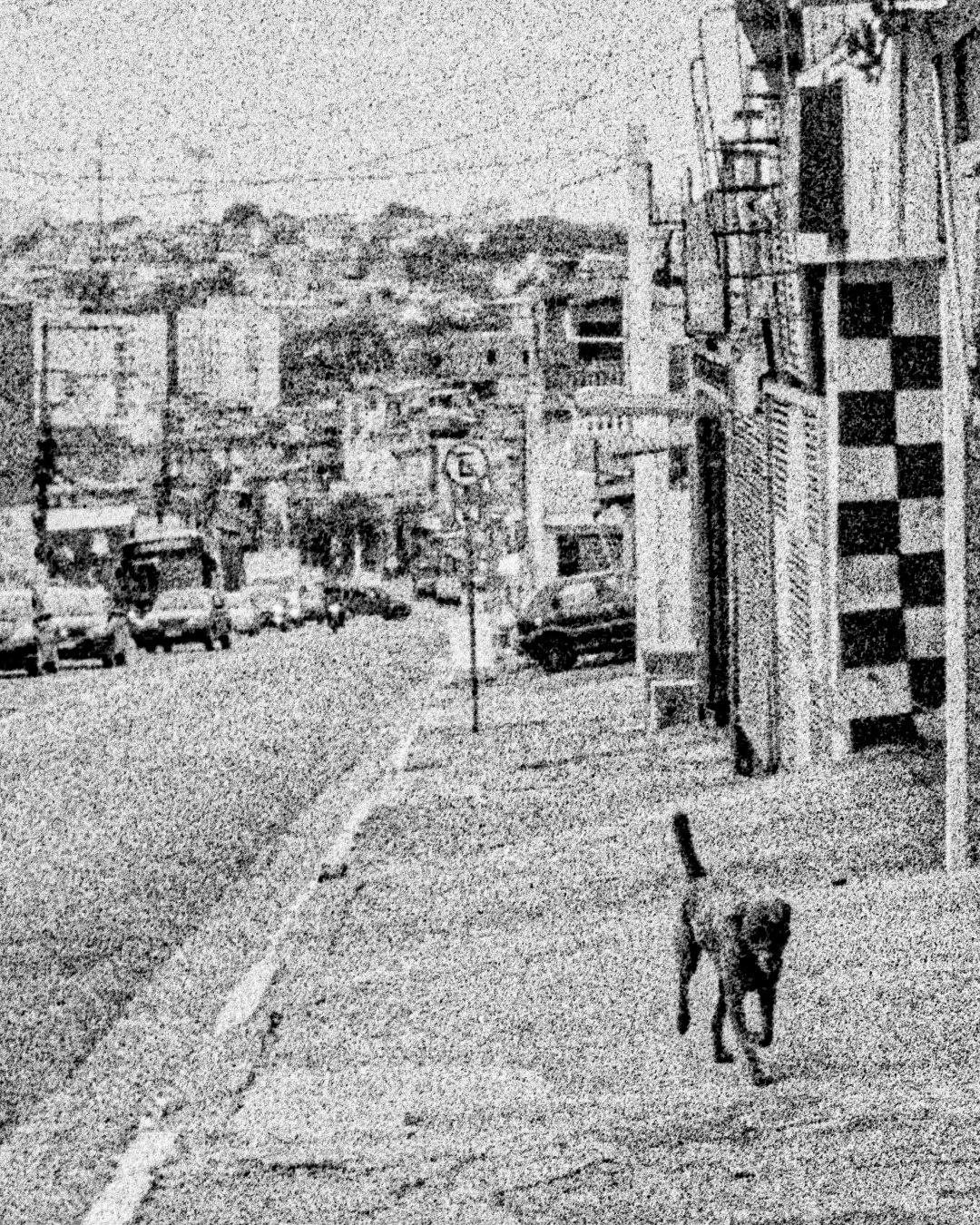 Foto de um cachorro preto andando na rua, ele em primeiro plano e ao fundo uma avenida com umas das mãos bem cheias de veículos. A fotografia é PB com bastante ruído e desfoque.